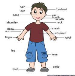 esl body parts games activities body parts esl worksheets