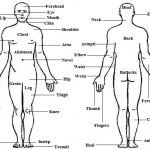 body-parts-esl