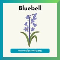 bluebell picture