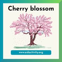 cherry blossom image