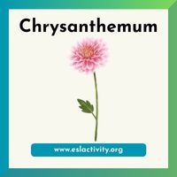 chrysanthemum picture