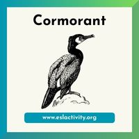 cormorant picture