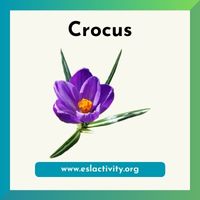 crocus image