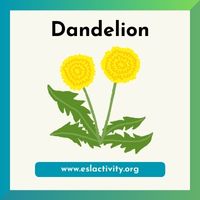 dandelion picture