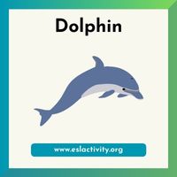 dolphin picture