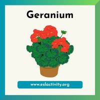 geranium image