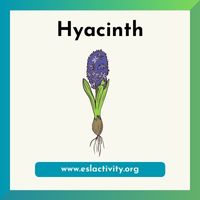 hyacinth image