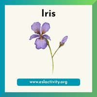iris image