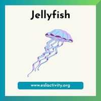 jellyfish picture