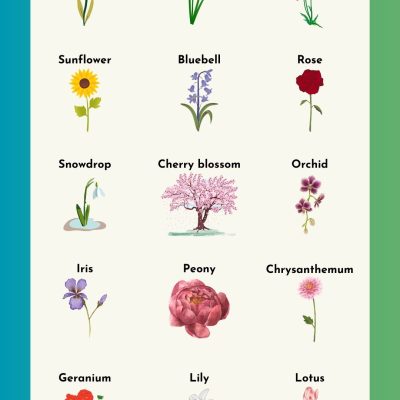 Flower Names in English | Names of Different Flower Types