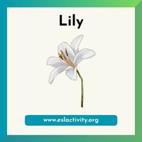 lily image