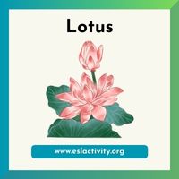 lotus image