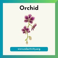 orchid picture