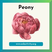 peony image