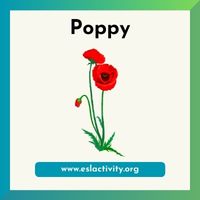 poppy image