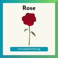 rose image