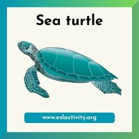 sea turtle image