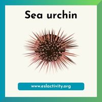 sea urchin picture