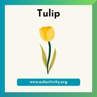 tulip image