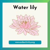 water lily image