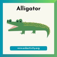 alligator image