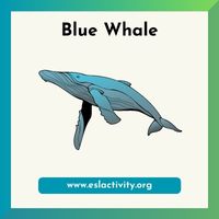 blue whale image