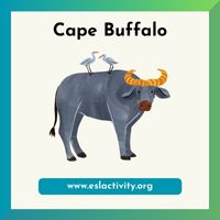 cape buffalo picture