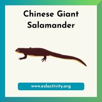 Chinese giant salamander picture