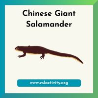 Chinese giant salamander picture