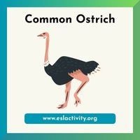 common ostrich picture