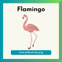 flamingo picture