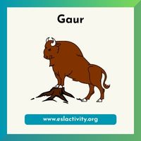 gaur image