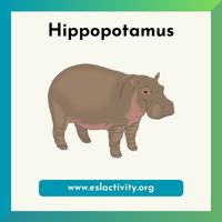 hippopotamus picture