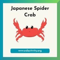 Japanese spider crab image