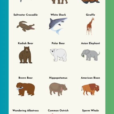 Biggest Animals in the World List | Large Animal Names in English