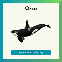 orca image