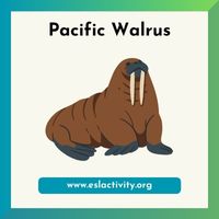 Pacific walrus picture