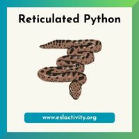 reticulated python picture