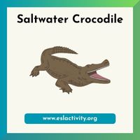 saltwater crocodile picutre