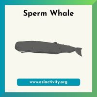 sperm whale image