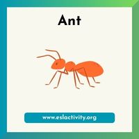 ant picture