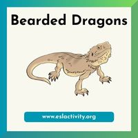 bearded dragon image