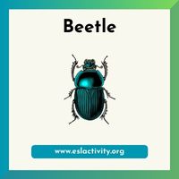 beetle image