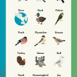 types of birds chart