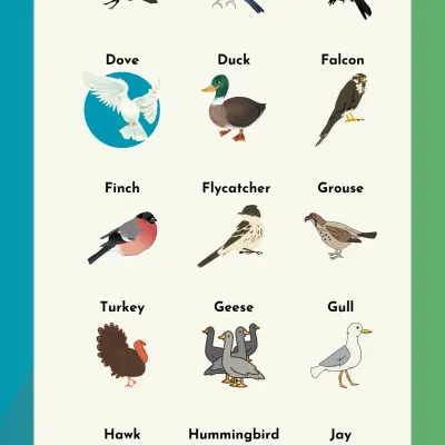 List of Birds in English | Different Types of Bird Names