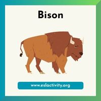 bison picture