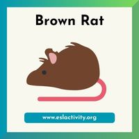 brown rat image