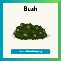 bush image