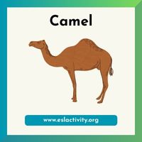 camel picture