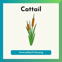 cattail image